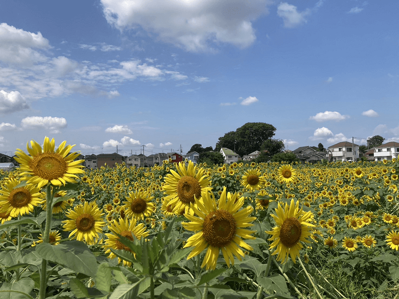 清瀬ひまわりフェスティバル2024に訪問した際の写真